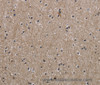Immunohistochemistry of paraffin-embedded Human brain  using PPAT Polyclonal Antibody at dilution of 1:50