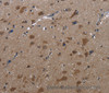 Immunohistochemistry of paraffin-embedded Human brain  tissue using LETMD1 Polyclonal Antibody at dilution 1:30