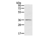 Western Blot analysis of TM4 cell using p53RFP Polyclonal Antibody at dilution of 1:400