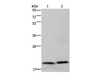 Western Blot analysis of Jurkat and PC3 cell using MCTS1 Polyclonal Antibody at dilution of 1:200