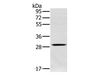 Western Blot analysis of Human testis tissue using CLIC1 Polyclonal Antibody at dilution of 1:400