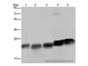 Western Blot analysis of K562, Hela and Jurkat cell, Mouse heart and spleen tissue using NDUFS8 Polyclonal Antibody at dilution of 1:250