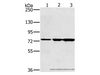 Western Blot analysis of Human testis tissue, Jurkat cell and Mouse liver tissue using KIRREL2 Polyclonal Antibody at dilution of 1:500