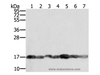 Western Blot analysis of PC3, Raji, NIH/3T3, K562, hela, hepg2 and Jurkat cell using PPIA Polyclonal Antibody at dilution of 1:400