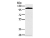 Western Blot analysis of Mouse heart tissue using PYGM Polyclonal Antibody at dilution of 1:400
