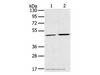 Western Blot analysis of K562 and NIH/3T3 cell using RRAGC Polyclonal Antibody at dilution of 1:400