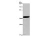Western Blot analysis of Mouse skin tissue using CD192 Polyclonal Antibody at dilution of 1:450