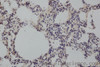 Immunohistochemistry of paraffin-embedded Rat lung using MMP8 Polyclonal Antibody at dilution of 1:50