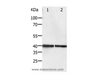 Western Blot analysis of Hela and Jurkat cell using PDX1 Polyclonal Antibody at dilution of 1:450