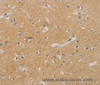 Immunohistochemistry of paraffin-embedded Human brain using NDRG1 Polyclonal Antibody at dilution of 1:70