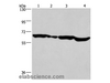 Western Blot analysis of Hela cell and Mouse heart,K562 and Jurkat cell using SOX-18 Polyclonal Antibody at dilution of 1:650