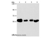Western Blot analysis of Hela, MCF7, A549 and Lovo cell using API5 Polyclonal Antibody at dilution of 1:500