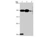 Western Blot analysis of Mouse stomach tissue, 293T and Jurkat cell using PLA2G4B Polyclonal Antibody at dilution of 1:1400