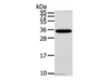 Western Blot analysis of Mouse brain tissue using KCNMB3 Polyclonal Antibody at dilution of 1:300