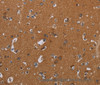 Immunohistochemistry of paraffin-embedded Human brain  tissue using OMG Polyclonal Antibody at dilution 1:30
