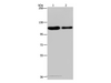 Western Blot analysis of Hela and A172 cell using PDE4A Polyclonal Antibody at dilution of 1:300