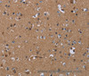 Immunohistochemistry of paraffin-embedded Human brain  using PDE4A Polyclonal Antibody at dilution of 1:40