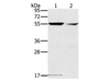 Western Blot analysis of K562 cell and Human fetal liver tissue using PPM1F Polyclonal Antibody at dilution of 1:200