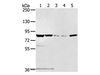 Western Blot analysis of HT-29 and hela cell, Mouse liver tissue, A549 and Jurkat cell using SIK1 Polyclonal Antibody at dilution of 1:250