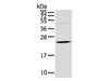 Western Blot analysis of Human fetal brain tissue using TSPAN13 Polyclonal Antibody at dilution of 1:550