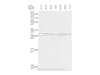 Western Blot analysis of Hela, huvec, HepG2, A549, Jurkat, 231 and A431 cells using RPA2 Polyclonal Antibody at dilution of 1/650