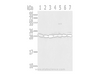 Western Blot analysis of HepG2, Jurkat, Hela, Raji, RAW264.7, A549 and 293T cells using RPS3 Polyclonal Antibody at dilution of 1/350