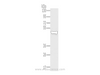 Western Blot analysis of Human fetal liver tissue using TRIM14 Polyclonal Antibody at dilution of 1/800