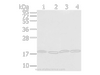 Western Blot analysis of PC3, TM4, hela and K562 cell using VAMP4 Polyclonal Antibody at dilution of 1/650