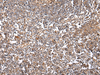 Immunohistochemistry of paraffin-embedded Human tonsil using VSIG8 Polyclonal Antibody at dilution of  1/30