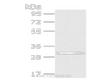 Western Blot analysis of A549 cells using AQP3 Polyclonal Antibody at dilution of 1/200