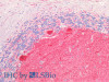 Immunohistochemistry of paraffin-embedded Human Cerebellum using GRIN2A Polyclonal Antibody at dilution of 1:50(Elabscience® Product Detected by Lifespan).