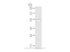 Western Blot analysis of Human placenta tissue using NR2F2 Polyclonal Antibody at dilution of 1/200