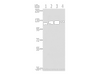 Western Blot analysis of Human fetal brain tissue, 231, 293T and Hela cells using UBA1 Polyclonal Antibody at dilution of 1/400