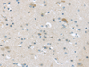 Immunohistochemistry of paraffin-embedded Human brain using VGF Polyclonal Antibody at dilution of  1/45