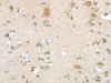 Immunohistochemistry of paraffin-embedded Human brain tissue using VSIG10 Polyclonal Antibody at dilution 1:45