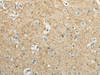 Immunohistochemistry of paraffin-embedded Human brain using WNT2 Polyclonal Antibody at dilution of  1/40