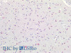Immunohistochemistry of paraffin-embedded Human Brain using RBFOX3 Polyclonal Antibody at dilution of 1:100(Elabscience® Product Detected by Lifespan).