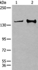 Western blot analysis of Hela and A172 cell lysates  using CAPN15 Polyclonal Antibody at dilution of 1:400