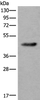 Western blot analysis of Human heart tissue lysate  using CDKL4 Polyclonal Antibody at dilution of 1:550