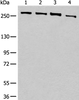 Western blot analysis of 293T cell lysates  using PRPF8 Polyclonal Antibody at dilution of 1:450