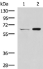 Western blot analysis of HT-29 and Lovo cell lysates  using CGAS Polyclonal Antibody at dilution of 1:400