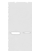 Western blot analysis of Mouse liver tissue and Human fetal liver tissue lysates  using RGN Polyclonal Antibody at dilution of 1:500