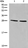 Western blot analysis of LOVO and 231 cell lysates  using CYB5D1 Polyclonal Antibody at dilution of 1:650