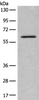 Western blot analysis of Mouse lung tissue lysate  using ENO4 Polyclonal Antibody at dilution of 1:450