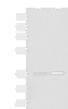 Western blot analysis of Mouse brain tissue and Rat brain tissue lysates  using SLC25A27 Polyclonal Antibody at dilution of 1:350