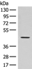 Western blot analysis of Hela cell lysate  using FAM50A Polyclonal Antibody at dilution of 1:300