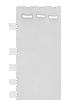 Western blot analysis of LO2 NIH/3T3 A172 cell lysates  using FLNC Polyclonal Antibody at dilution of 1:750