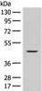 Western blot analysis of Mouse liver tissue lysate  using FUT10 Polyclonal Antibody at dilution of 1:450