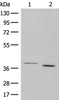 Western blot analysis of 293T cell lysates  using GALR1 Polyclonal Antibody at dilution of 1:500