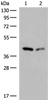 Western blot analysis of Hela and HEPG2 cell lysates  using GIPC1 Polyclonal Antibody at dilution of 1:400